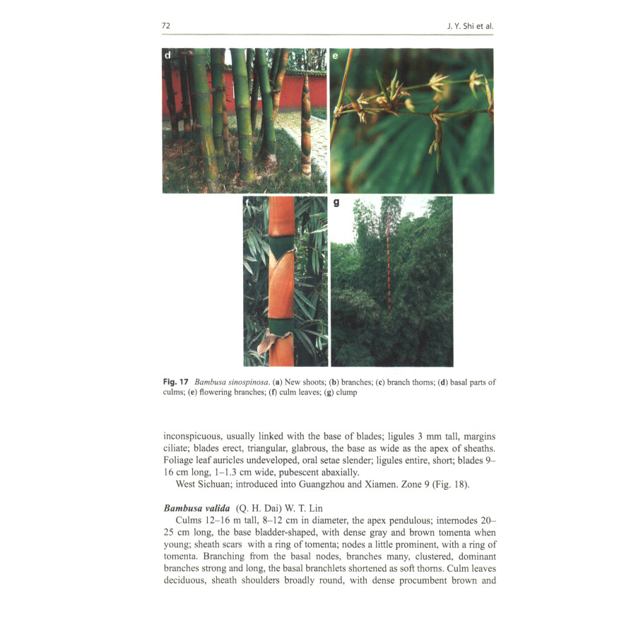 Illustrated Flora of Bambusoideae in China Volume1ˡ޻ֱʸǡ